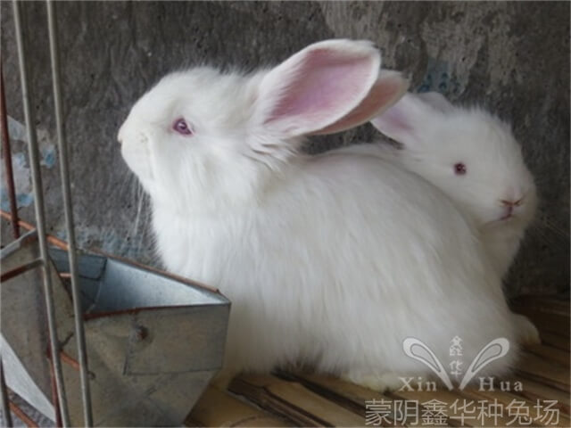 長(zhǎng)毛種兔