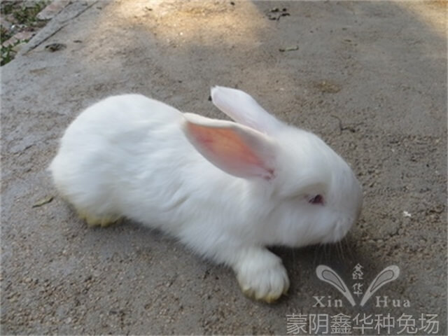 長(zhǎng)毛兔養(yǎng)殖