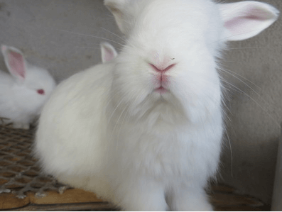 飼養寵物兔不難，需要注意相關事項！
