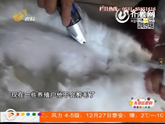 養殖長毛兔期間，防疫事項要做好！