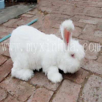飼養(yǎng)兔子要做好定時(shí)、定量、定質(zhì)的喂食！