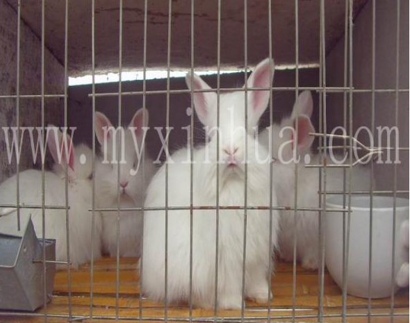 蒙陰長(zhǎng)毛兔的飼養(yǎng)有哪些講究？